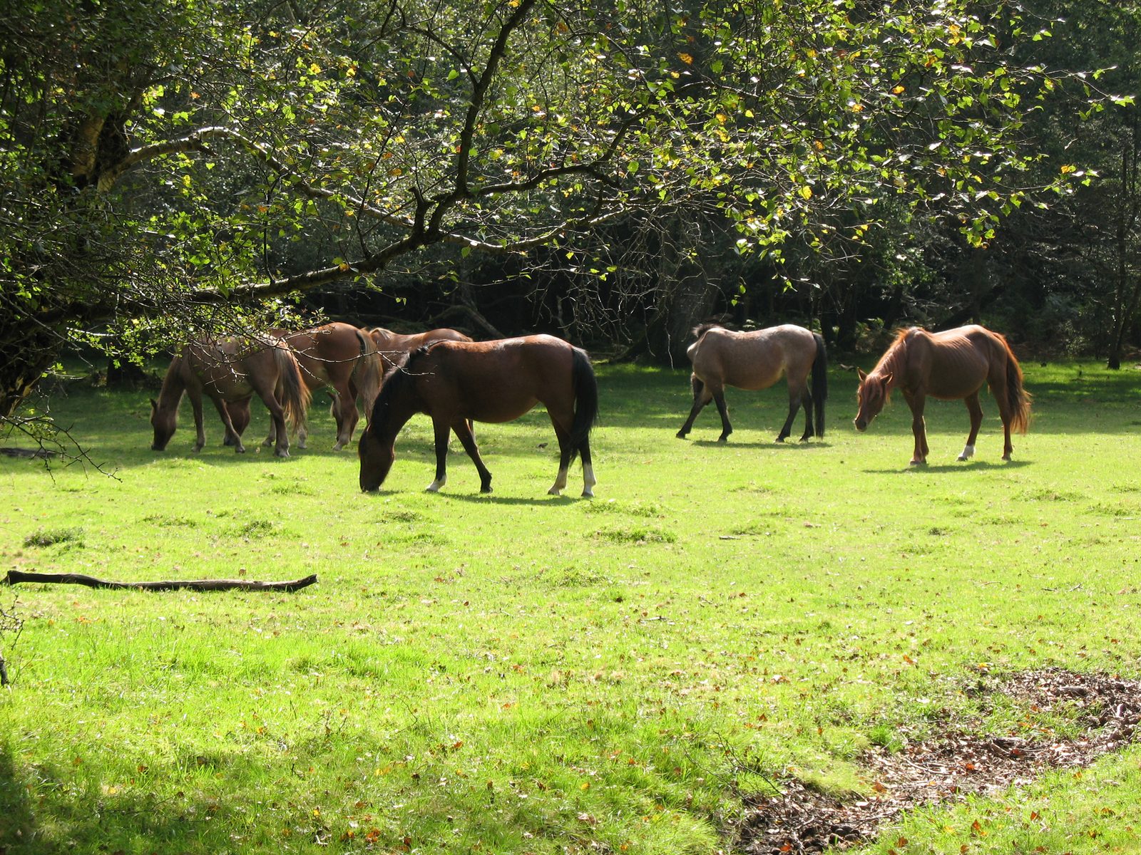 New Forest with Pub Lunch at The White Rabbit